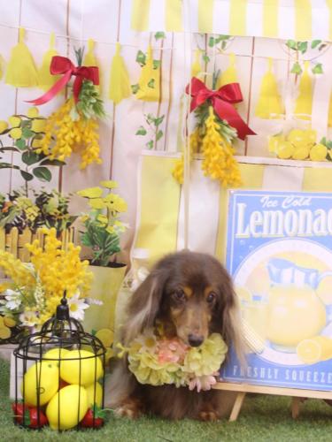 20240414ココアちゃん